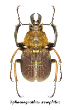 sphaenognathus xerophilus