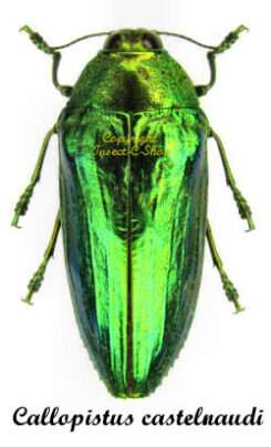 Callopistus castelnaudi