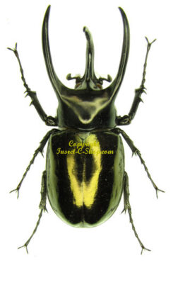 Chalcosoma