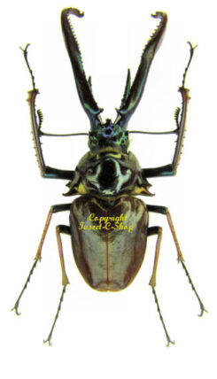 Chiasognathus / Sphaenognathus