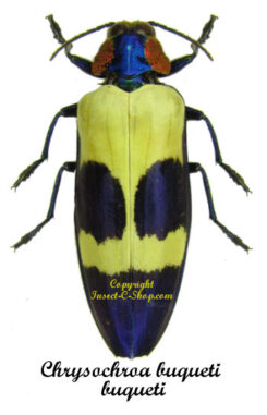 Chrysochroa buqueti buqueti