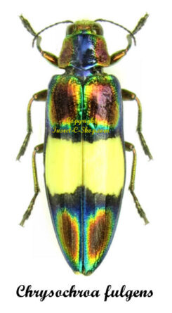Chrysochroa fulgens
