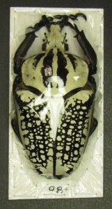 coleoptera