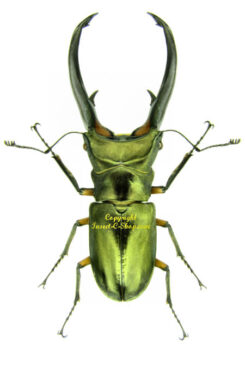 Cyclommatus