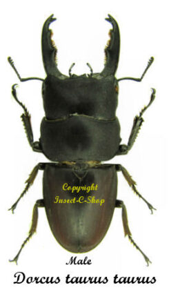 Dorcus taurus taurus