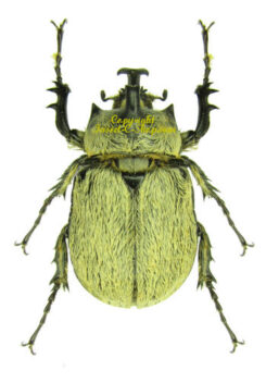 Dynastidae