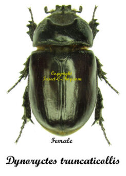 Dynoryctes truncaticollis