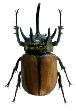 Eupatorus gracilicornis