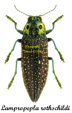 Lampropepla rothschildi