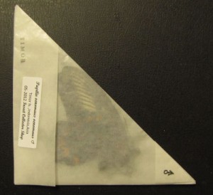 lepidoptera