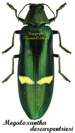Megaloxantha descarpentriesi