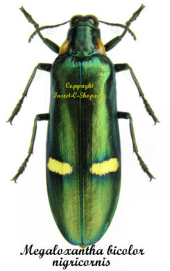 Megaloxantha bicolor nigricornis