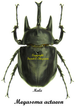 Megasoma actaeon ( 3pairs )