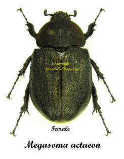 Megasoma actaeon