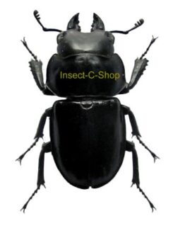 Neolucanus laticollis