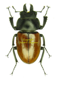 Neolucanus