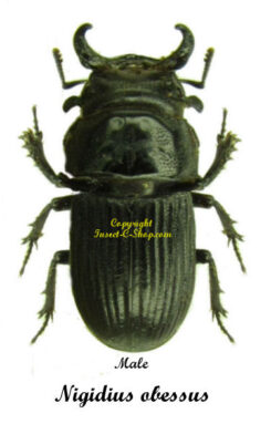 Nigidius obessus