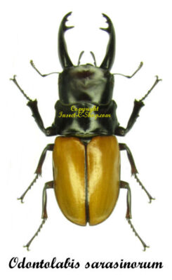 Odontolabis sarasinorum ( telodonte )