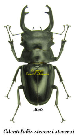 Odontolabis stevensi stevensi ( telodonte )