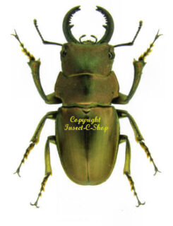 Others - Lucanidae
