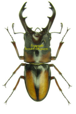 Prosopocoilus