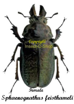 Sphaenognathus feisthameli