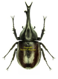 Xylotrupes