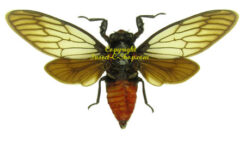 Cicadidae