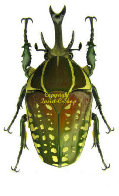 Argyropheges / Chelorrhina / Fornasinius