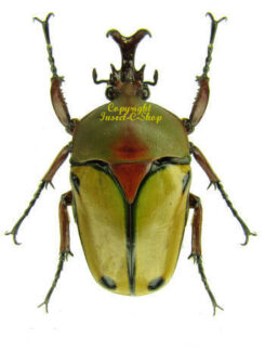 Coelorrhina / Eudicella