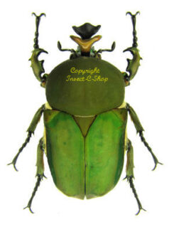 Compsocephalus / Stephanocrates