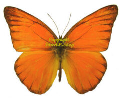 Appias nero fleminius ( 5-pcs )