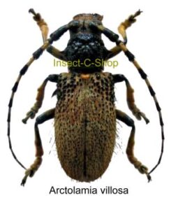 Arctolamia villosa ( rare )