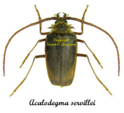 Acalodegma servillei