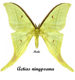 Actias ningpoana