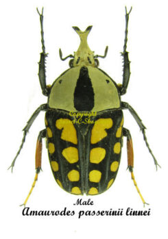 Amaurodes passerinii linnei ( different form )