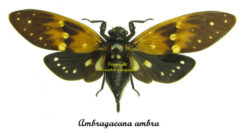 Ambragaeana ambra , 5pcs ( étalé )