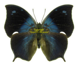 Anaea