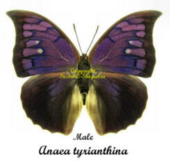Anaea tyrianthina