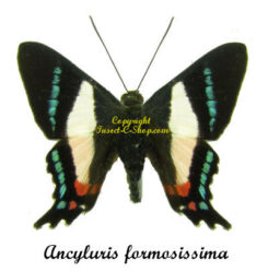 Ancyluris formosissima