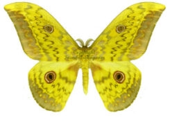 Aurivillius triramis