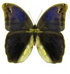 Brassolidae
