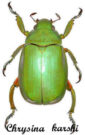 Chrysina ( Plusiotis ) karshi