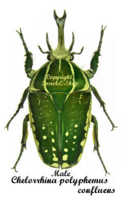 Chelorrhina polyphemus confluens