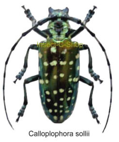 Anoplophora ( Calloplophora ) sollii
