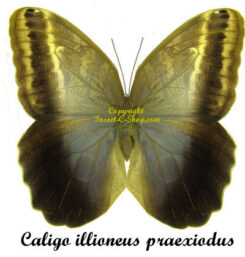 Caligo illioneus praexiodus