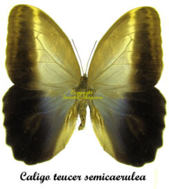 Caligo teucer semicaerulea