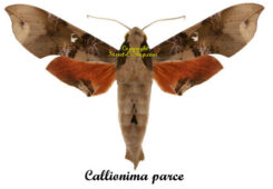 Callionima parce