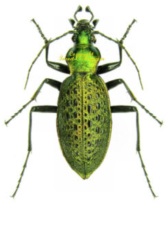 Carabidae