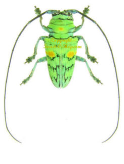 Africa - Cerambycidae
